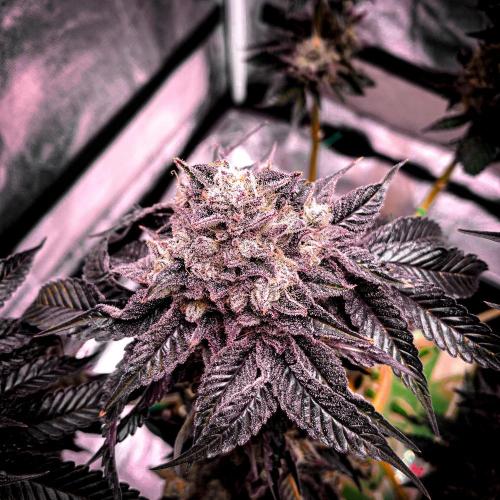 ØRGANIC • Runtz x Layer Cake. Week 13