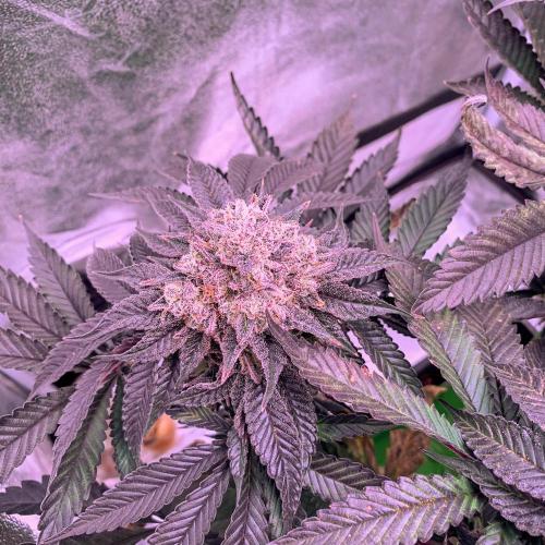 ØRGANIC • Runtz x Layer Cake. Week 13