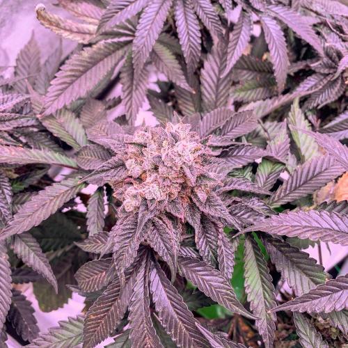 ØRGANIC • Runtz x Layer Cake. Week 13