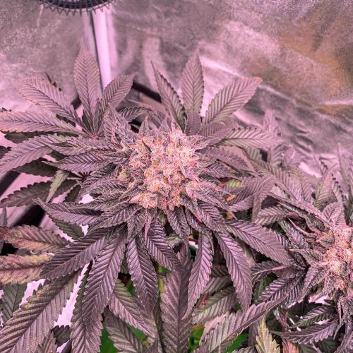 ØRGANIC • Runtz x Layer Cake. Week 13