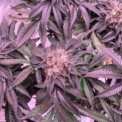 ØRGANIC • Runtz x Layer Cake. Week 13