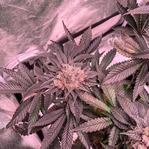 ØRGANIC • Runtz x Layer Cake. Week 13