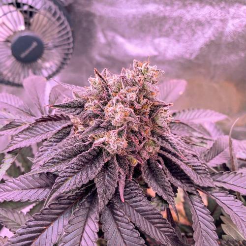 ØRGANIC • Runtz x Layer Cake. Week 13