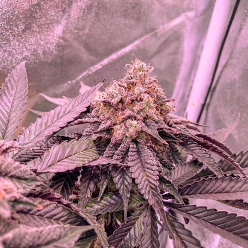 ØRGANIC • Runtz x Layer Cake. Week 13