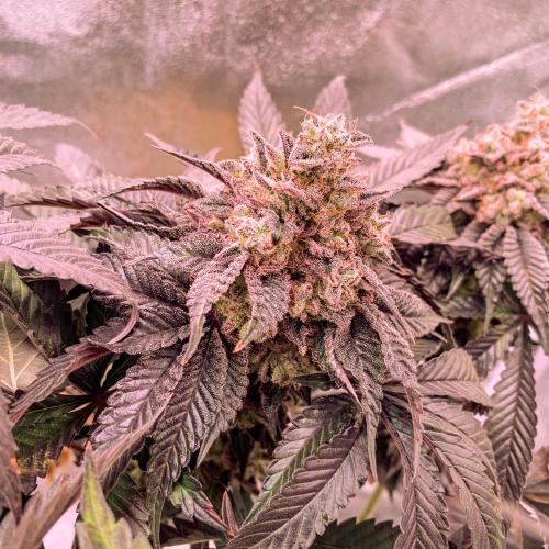 ØRGANIC • Runtz x Layer Cake. Week 13