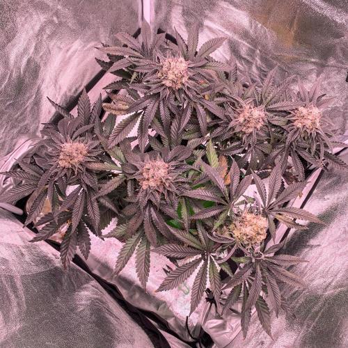 ØRGANIC • Runtz x Layer Cake. Week 13