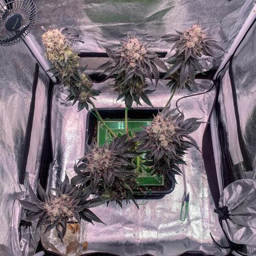 ØRGANIC • Runtz x Layer Cake. Week 14