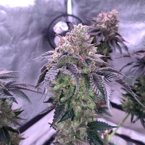 ØRGANIC • Runtz x Layer Cake. Week 14