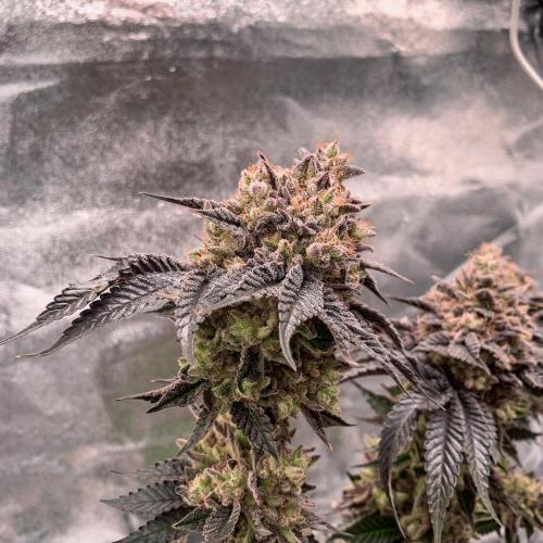 ØRGANIC • Runtz x Layer Cake. Week 14