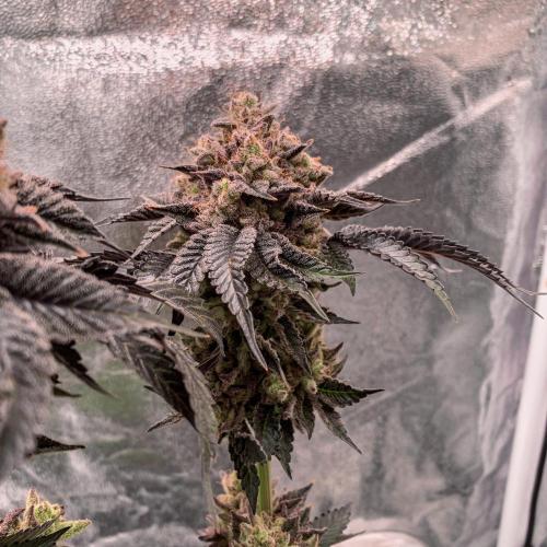 ØRGANIC • Runtz x Layer Cake. Week 14
