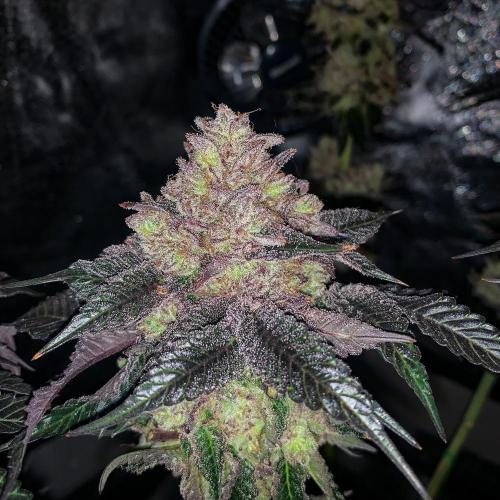 ØRGANIC • Runtz x Layer Cake. Week 14