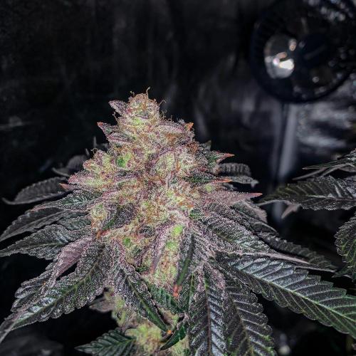 ØRGANIC • Runtz x Layer Cake. Week 14