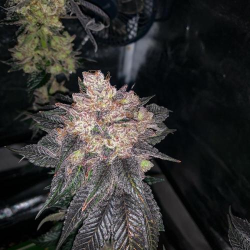 ØRGANIC • Runtz x Layer Cake. Week 14