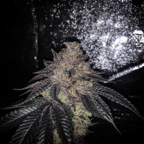ØRGANIC • Runtz x Layer Cake. Week 14