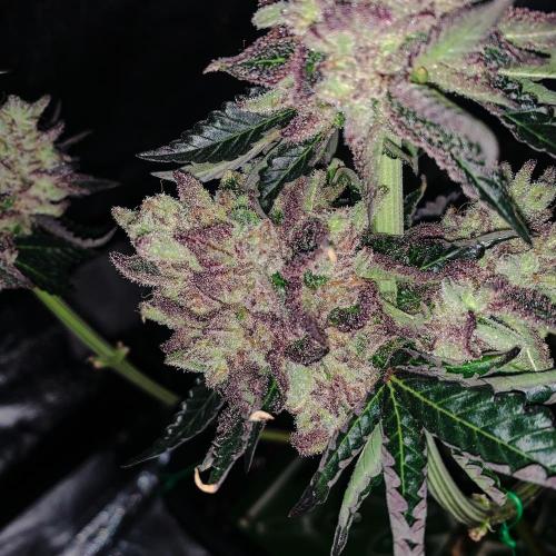 ØRGANIC • Runtz x Layer Cake. Week 14