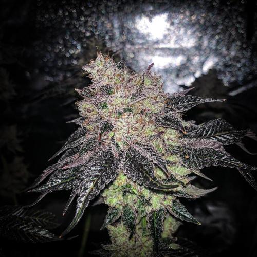 ØRGANIC • Runtz x Layer Cake. Week 14