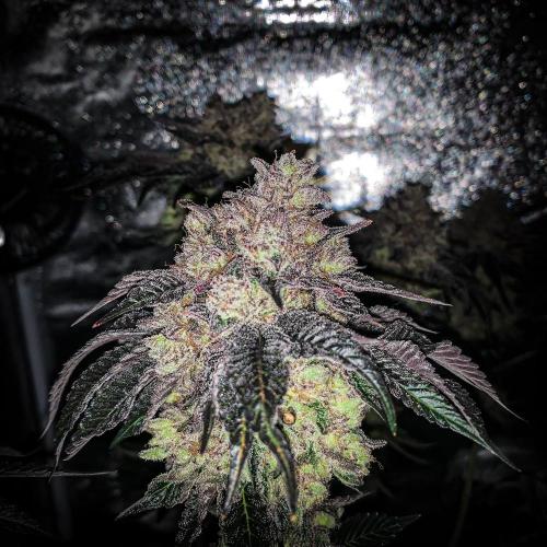 ØRGANIC • Runtz x Layer Cake. Week 14