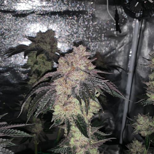 ØRGANIC • Runtz x Layer Cake. Week 14