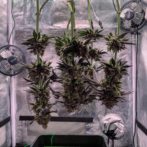 ØRGANIC • Runtz x Layer Cake. Week 14