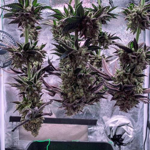 ØRGANIC • Runtz x Layer Cake. Week 14