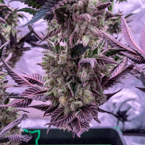 ØRGANIC • Runtz x Layer Cake. Week 14