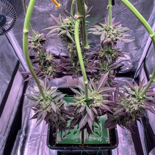 ØRGANIC • Runtz x Layer Cake. Week 14