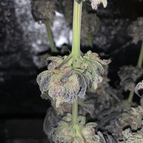 ØRGANIC • Runtz x Layer Cake. Week 14