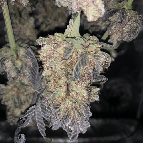 ØRGANIC • Runtz x Layer Cake. Week 14