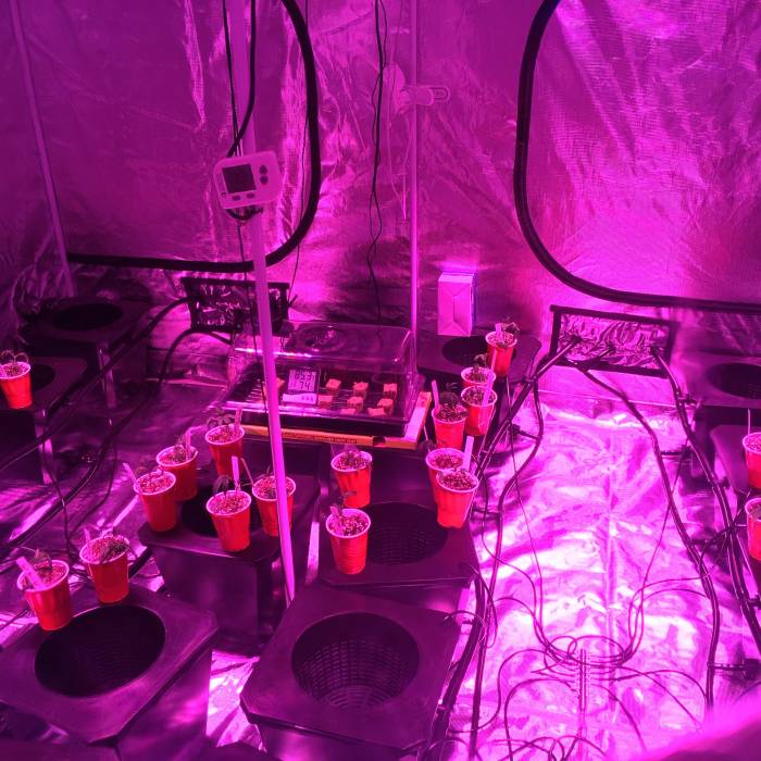 First Grow. Week 1 - Just picked up these clippings. Some look better than others. 