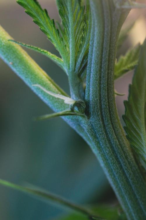 Lemon Z Run. Week 10