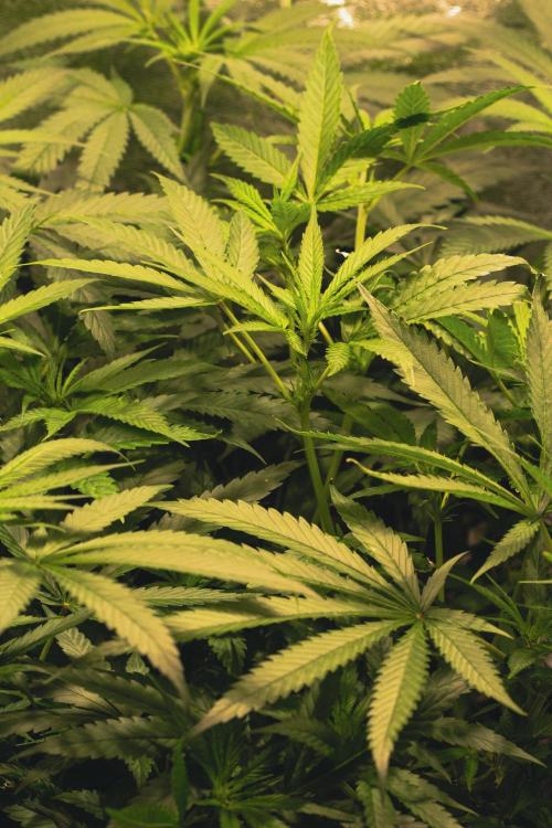 Lemon Z Run. Week 10