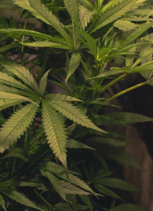 Lemon Z Run. Week 10