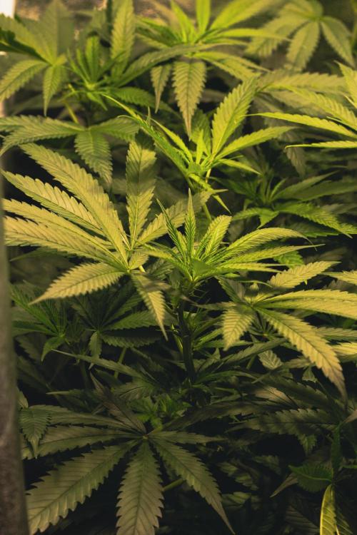 Lemon Z Run. Week 10