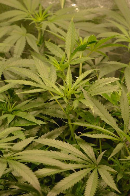 Lemon Z Run. Week 10