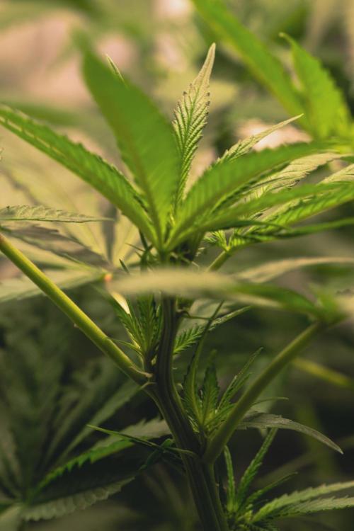 Lemon Z Run. Week 10