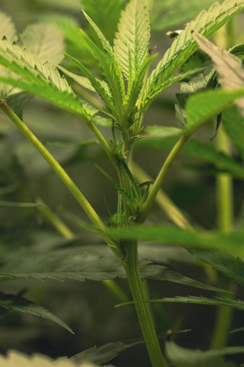 Lemon Z Run. Week 10