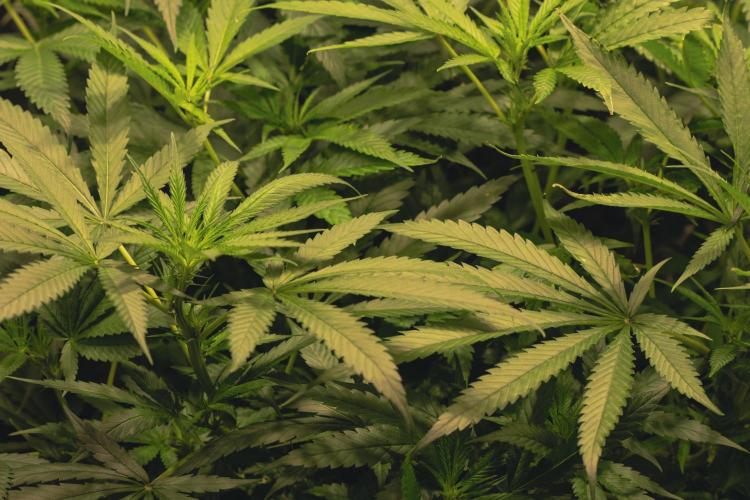 Lemon Z Run. Week 10