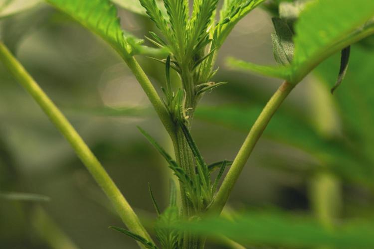 Lemon Z Run. Week 10