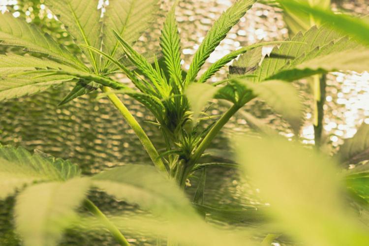 Lemon Z Run. Week 10