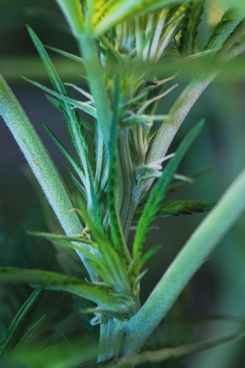 Lemon Z Run. Week 10