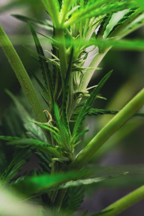 Lemon Z Run. Week 10