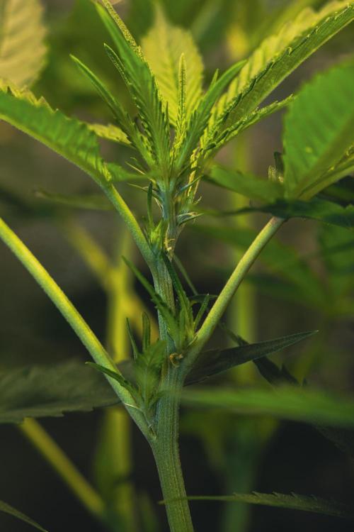 Lemon Z Run. Week 10