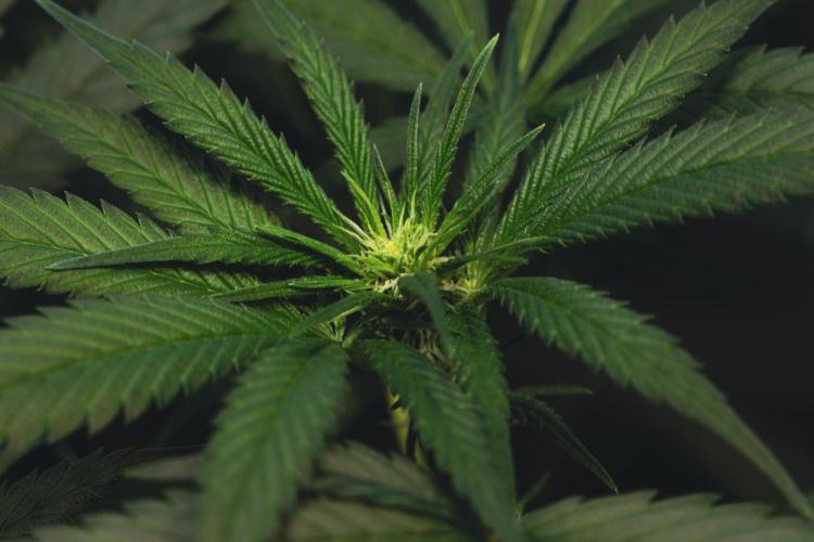 Lemon Z Run. Week 10