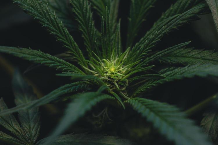 Lemon Z Run. Week 10