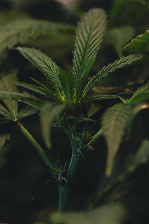 Lemon Z Run. Week 10