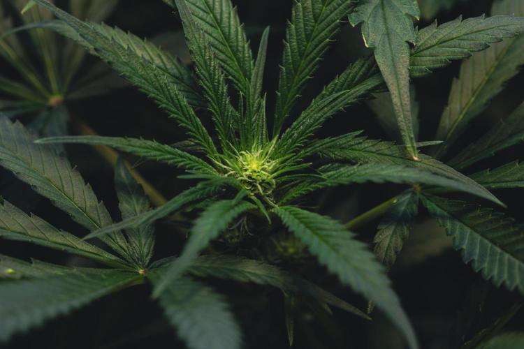 Lemon Z Run. Week 10