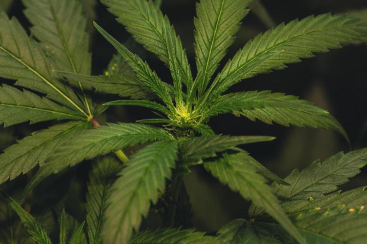 Lemon Z Run. Week 10