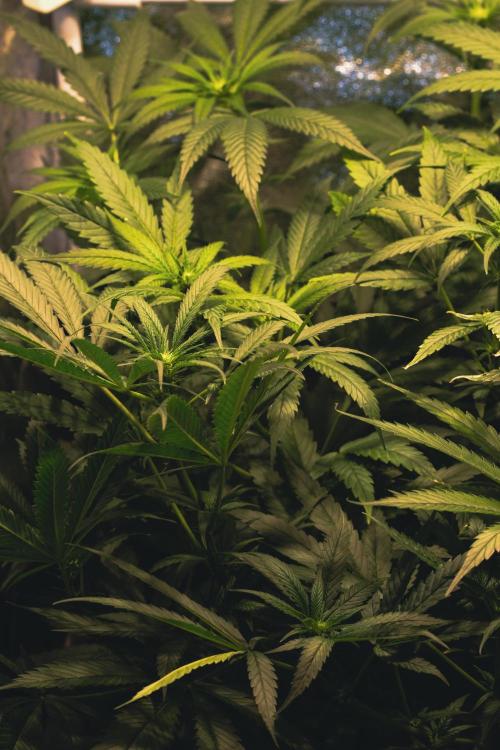 Lemon Z Run. Week 10