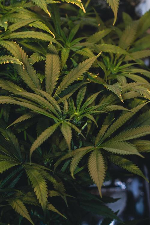 Lemon Z Run. Week 10