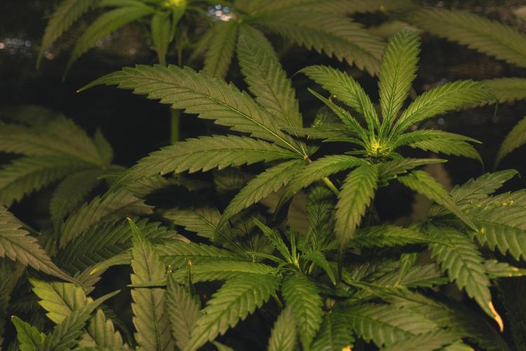 Lemon Z Run. Week 10